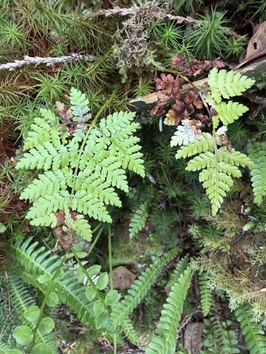 spreading wood fern