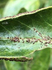 Puccinia vincae