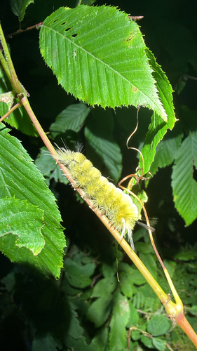 Banded Tussock Moth