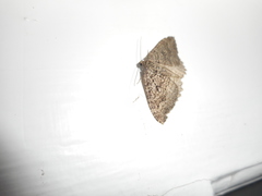 Triphosa californiata