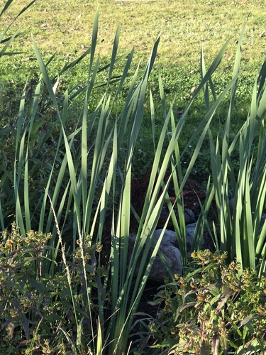 broadleaf cattail