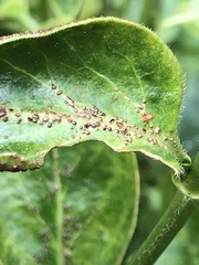 Puccinia vincae