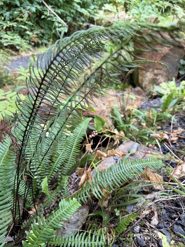 deer fern