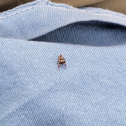 Bronze Jumping Spider