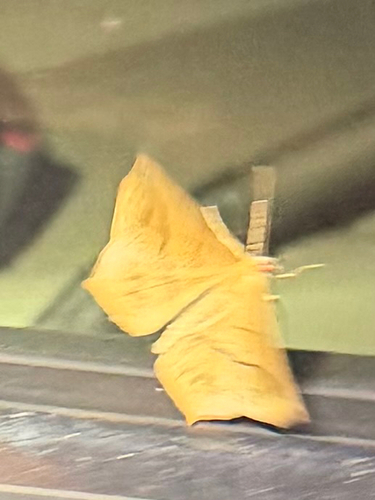 Large Maple Spanworm Moth