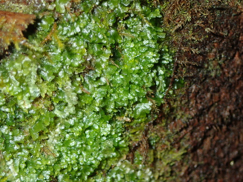 Palmate Germanderwort