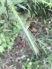 Hordeum murinum