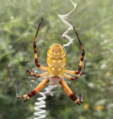 Yellow Garden Spider