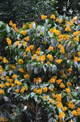 Palicourea guianensis