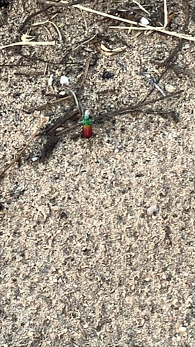 Festive Tiger Beetle