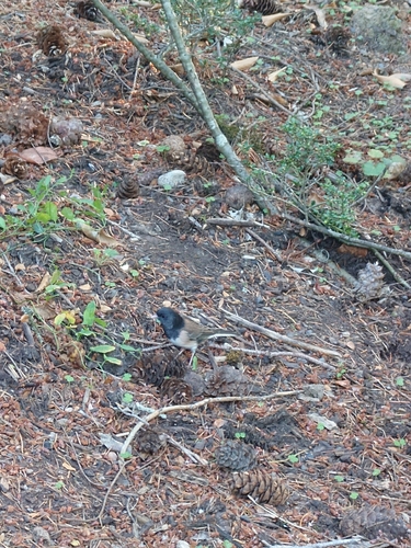 Dark-eyed Junco