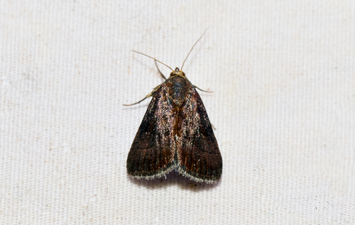 Wedgling Moth