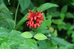 Pachystachys coccinea
