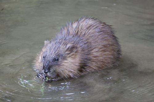 Muskrat