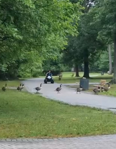 Canada Goose