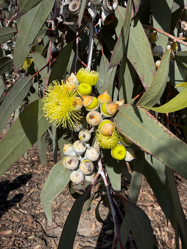 lemon-flowered gum