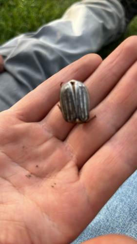 Ten-lined June Beetle