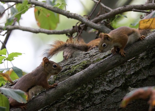 American Red Squirrel