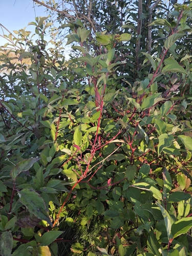 red osier dogwood