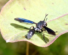 Physocephala floridana