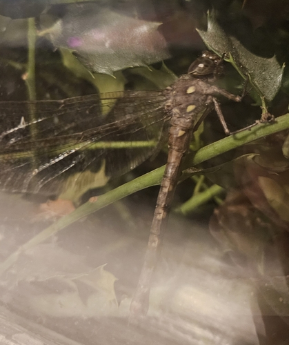 Fawn Darner
