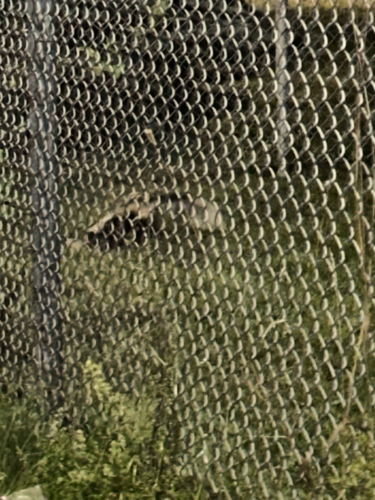 Striped Skunk