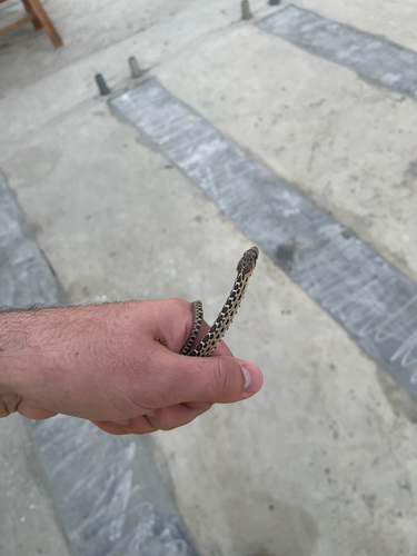 Pacific Gopher Snake