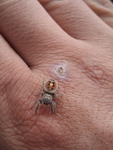 Bold Jumping Spider