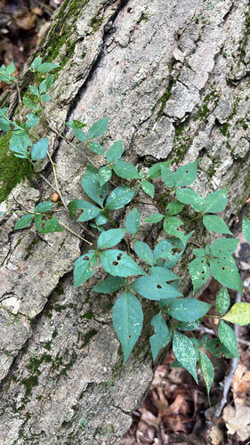 Virginia creeper
