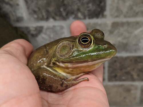American Bullfrog