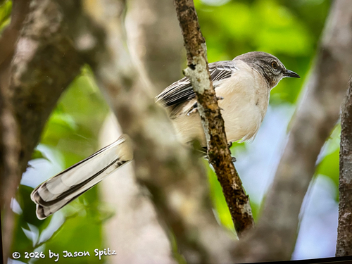 Northern Mockingbird