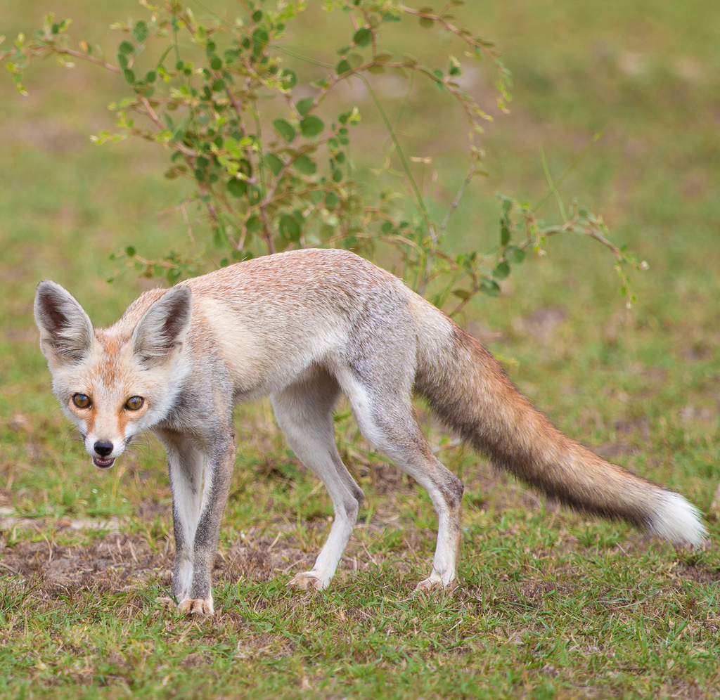 Desert Fox