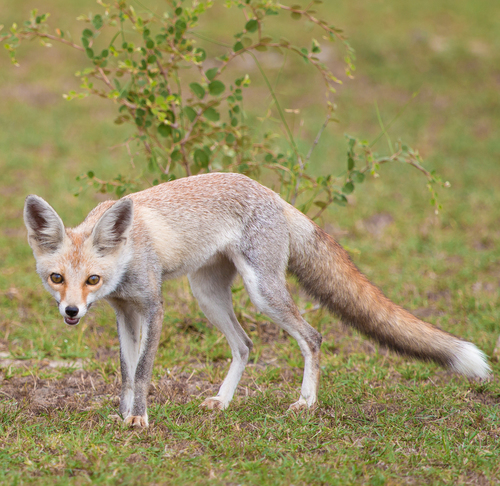 Desert Fox
