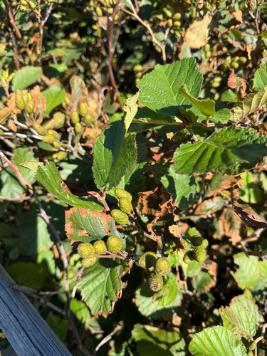 green alder