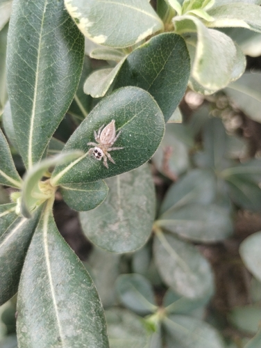 Colonus hesperus