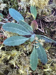 author not stated, no rights reserved Hieracium albiflorum, photograph author not stated, no rights reserved