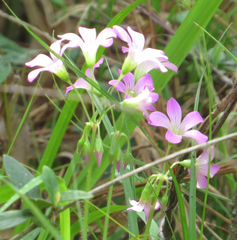Ionoxalis