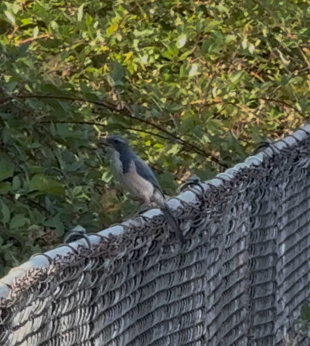California Scrub-Jay