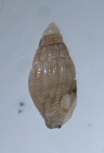 Anachis observed 2026-08-29