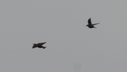 European Starling