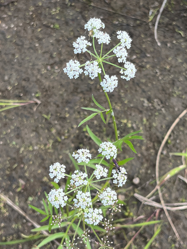 water parsnip