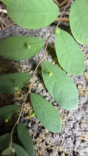 Phyllanthus tenellus observed 2026-09-16