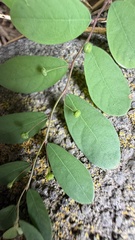 Phyllanthus tenellus, photograph (c) Tara Severns, some rights reserved (CC BY)