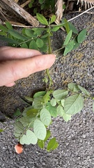 Phyllanthus tenellus, photograph (c) Tara Severns, some rights reserved (CC BY)