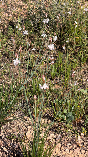 Onion-Leafed Asphodel