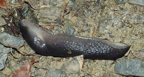 Ash-black Slug