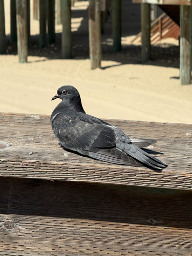Feral Pigeon