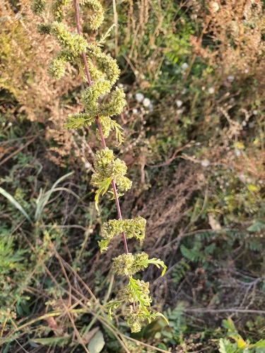 Urtica cannabina, photograph 3