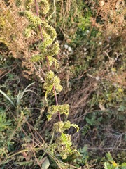 Urtica cannabina, photograph (c) Urgamal Magsar, some rights reserved (CC BY)