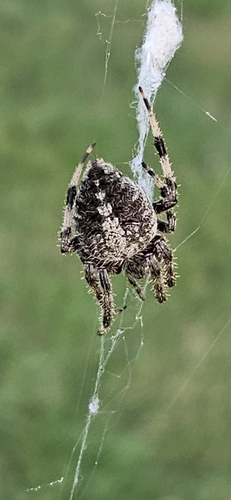 Spotted Orbweaver